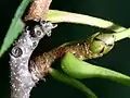 Detail větévky platykaryje šišticovité