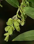 Detail nedozrálých plodů fontanézie Fortunovy