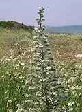 Hadinec italský