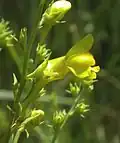 Lnice kručinkolistá (Linaria genistifolia)
