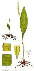 hadilka Ophioglossum vulgatum