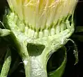 Řez úborem pampelišky lékařské (Taraxacum sect. Taraxacum)