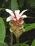 Květenství Curcuma rhabdota