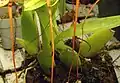 Pahlízy Brassia arcuigera