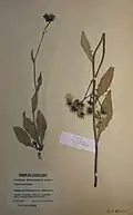Historická položka jestřábníku zelenohlavého od Pančavy (Krkonoše)
