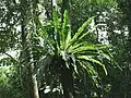 Sleziník hnízdatý (Asplenium nidus) v přirozeném prostředí na Sumatře