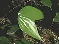 Cheiropleuria bicuspis