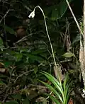 Burmannia longifolia