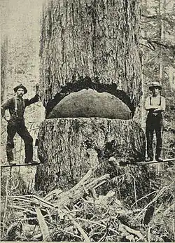 Anders Beer Wilse: Douglaska s třímetrovým průměrem, fotografie z roku 1900