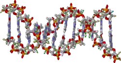 Struktura DNA