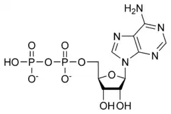 Struktura adenosindifosfátu