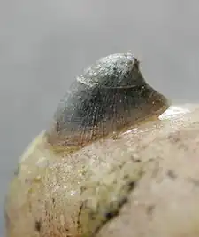 Sladkovodní plž kamomil říční (Ancylus fluviatilis)[1]