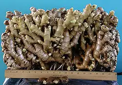 Oddenek zázvoru vážící 11,5 kg