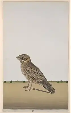 Starší ilustrace, kolem 1780