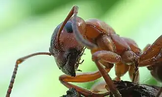 Detailní pohled na hlavu a přední část trupu.