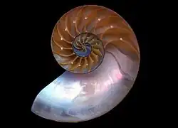 Perleťový vnitřek schránky loděnky (Nautilus)
