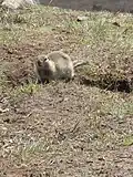 Sysel Parryův (Spermophilus parryii)