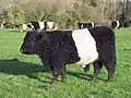 Sedlatý galloway, belted galloway
