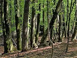 Bukový les, Slovinsko