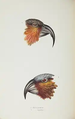 Hlava nestora úzkozobého (nahoře) a kaky (Elizabeth Gould, 1837/1838)