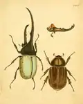 Herkules antilský