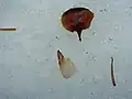 Jedle líbezná, semeno s křídlem a šupina šišky.