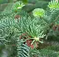 Jedle řecká, jehlice a samčí šištice, v botanické zahradě Balchik Botanical Garden v Bulharsku.