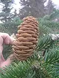 Jedle řecká, samičí šištice na větvi, pěstovaná v arboretu Žampach v České republice.