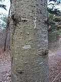 Jedle korejská, borka na kmenu.