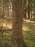 Jedle nádherná, borka na kmenu.