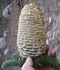 Jedle nádherná, samičí šištice – šiška v chráněné oblasti Tahoe National Forest v Kalifornii.