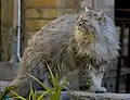 Selkirk Rex (dlouhosrstý)