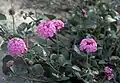 Abronia ameliae, endemit jižního Texasu