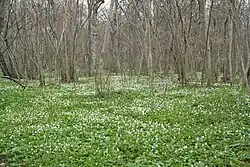 Jarní les na Abruce