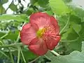 Květ mračňáku Abutilon menziesii