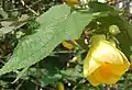 List a květ mračňáku Abutilon pictum