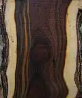 Řez kmenem Acacia ataxacantha