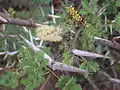 Duté trny Acacia horrida