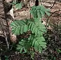 Větévka Vachellia leucophloea