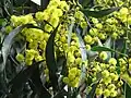 Acacia pycnantha