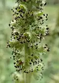 Detail květenství Acaena myriophylla