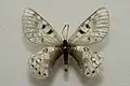 Parnassius acco