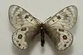 Parnassius acdestis