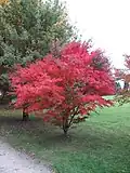 javor dlanitolistý kultivar 'Atropurpureum' (Acer palmatum 'Atropurpureum')