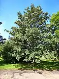 javor klen (Acer pseudoplatanus)