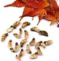 A. palmatum– Plody a listy