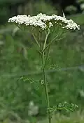 Řebříček sličný