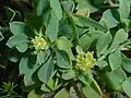 Kvetoucí Acicarpha spathulata