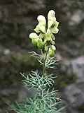 Oměj jedhoj