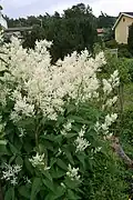 Aconogonon × fennicum